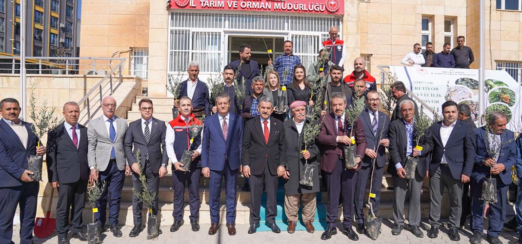 Üreticilerimize Zeytin, Bıttım, Cennet Hurması ve Limon Fidanı Dağıtımını Gerçekleştirdik.